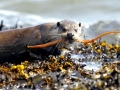 Marine Otter