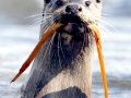 Marine Otter
