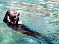 Marine Otter