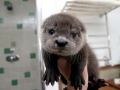 Marine Otter