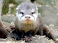 Marine Otter