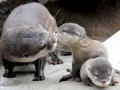 Marine Otter