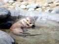 Marine Otter