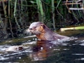 Marine Otter