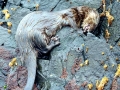 Marine Otter