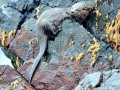 Marine Otter