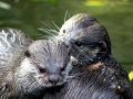 Marine Otter