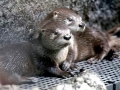 Marine Otter