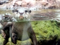 Marine Otter
