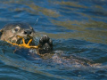 Marine Otter