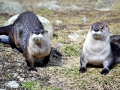 Marine Otter