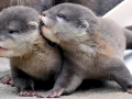 Marine Otter