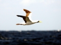 Masked Booby