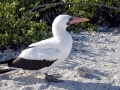 Masked Booby