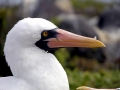 Masked Booby