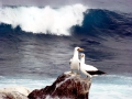 Masked Booby
