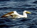 Masked Booby