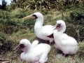 Masked Booby