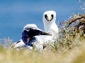 Masked Booby