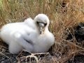 Masked Booby