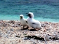 Masked Booby