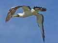 Masked Booby