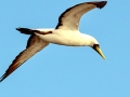 Masked Booby