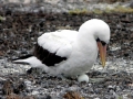 Masked Booby