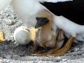 Masked Booby