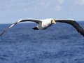 Masked Booby