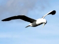 Masked Booby