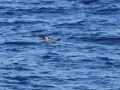 Masked Booby