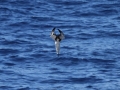 Masked Booby