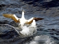 Masked Booby