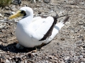 Masked Booby