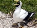 Masked Booby