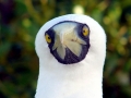 Masked Booby