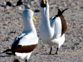 Masked Booby
