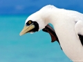 Masked Booby