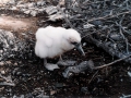 Masked Booby