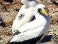 Masked Booby