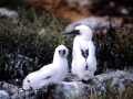 Masked Booby