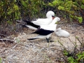 Masked Booby