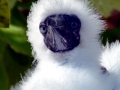 Masked Booby