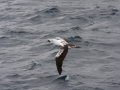 Masked Booby