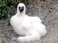 Masked Booby