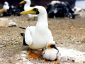 Masked Booby