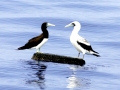 Masked Booby