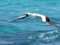 Masked Booby