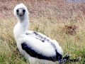 Masked Booby
